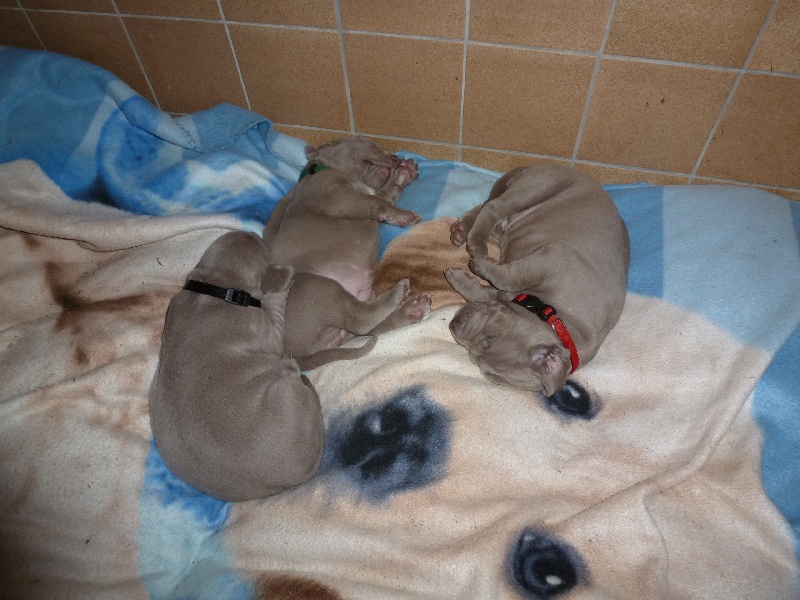 chiots d'Illy