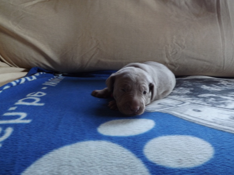 chiots d'Eva
